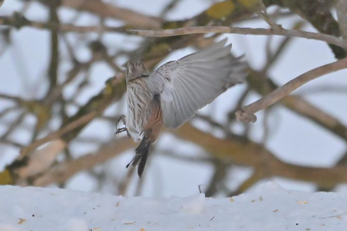 trznadel białogłowy  - Piotr Kunowski