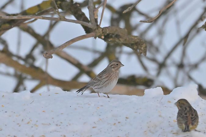 trznadel białogłowy  - Piotr Kunowski