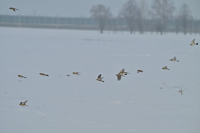 górniczek  - Piotr Kunowski