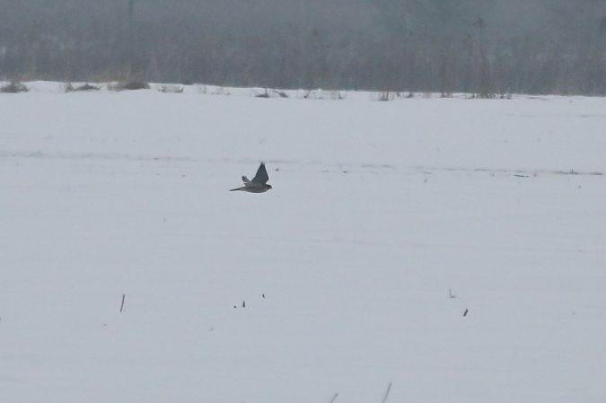 sokół wędrowny  - Piotr Kunowski