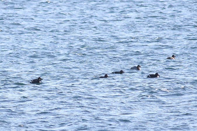 uhla  - Sławomir Kuczmarski