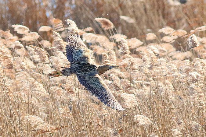 bąk  - Sławomir Kuczmarski