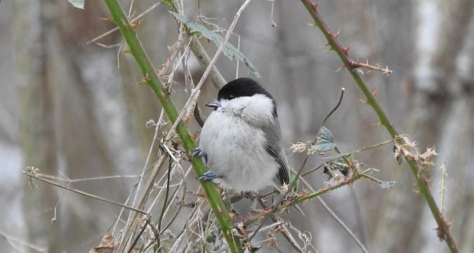 sikora uboga  - Janusz Maliczak