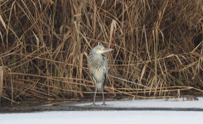 czapla siwa  - Janusz Maliczak