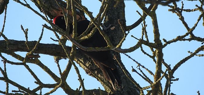 dzięcioł czarny  - Janusz Maliczak