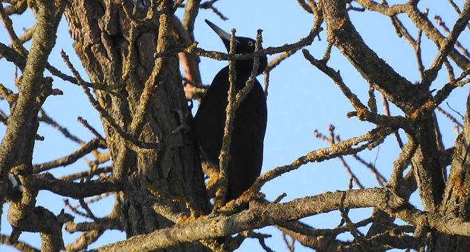 Schwarzspecht  - Janusz Maliczak