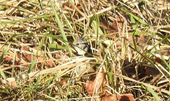 Haubenmeise  - Janusz Maliczak