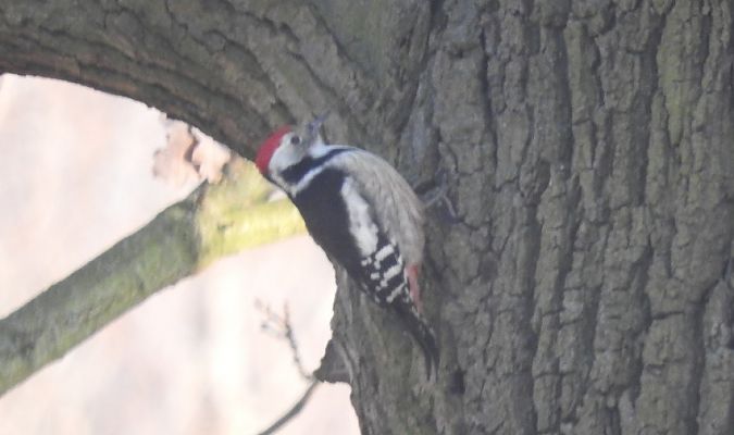 dzięcioł średni  - Janusz Maliczak