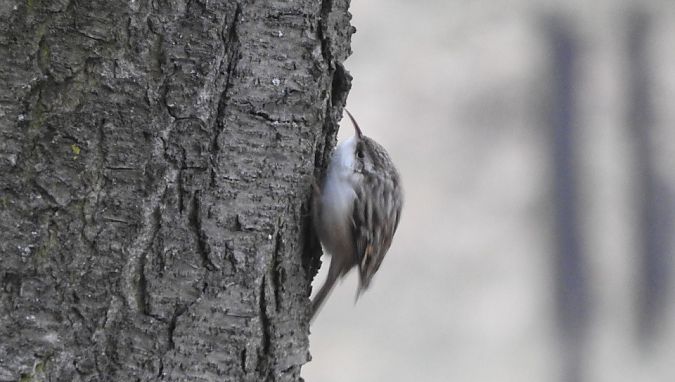 Gartenbaumläufer  - Janusz Maliczak