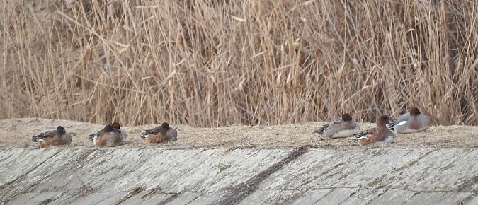 świstun  - Janusz Maliczak