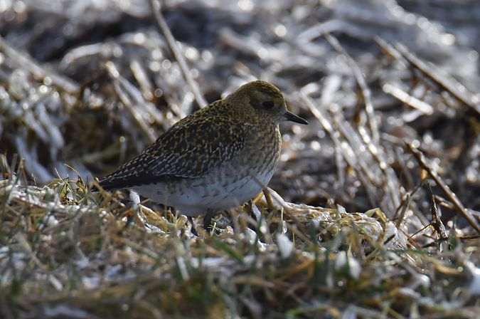 siewka złota  - Krystian Pytel