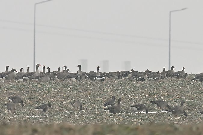 bernikla rdzawoszyja 