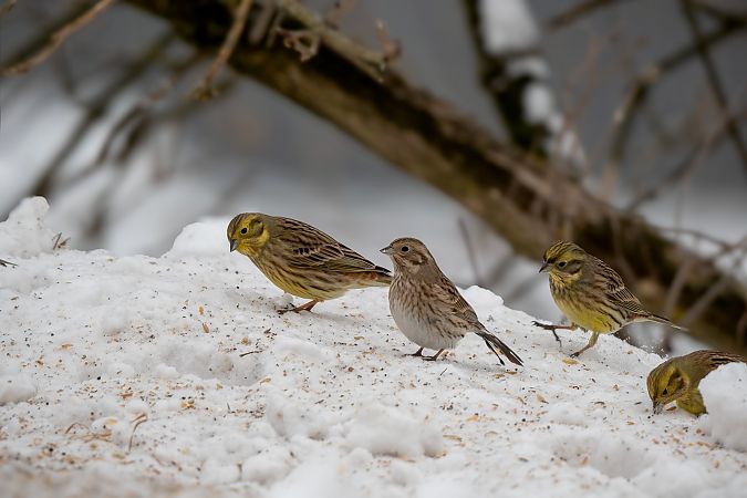 trznadel białogłowy  - Ewa Janas
