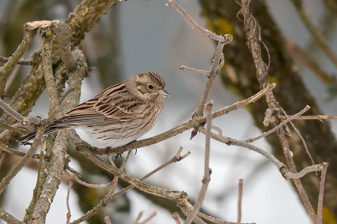 Pine Bunting  - Ewa Janas