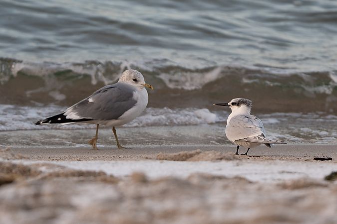 rybitwa czubata  - Joanna Sajnaj