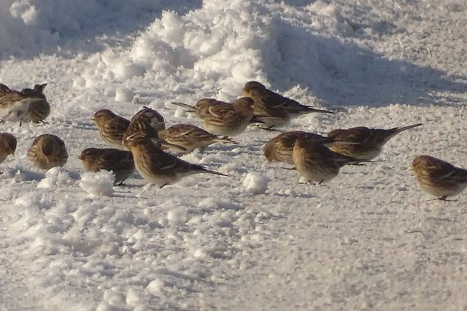 rzepołuch  - Jerzy Sikorski