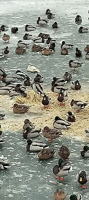 mandarynka  - Piotr Klukiewicz