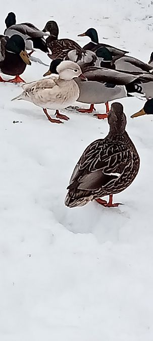 mandarynka  - Piotr Klukiewicz