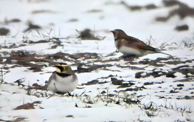 górniczek  - Rafał Kuczmaszewski