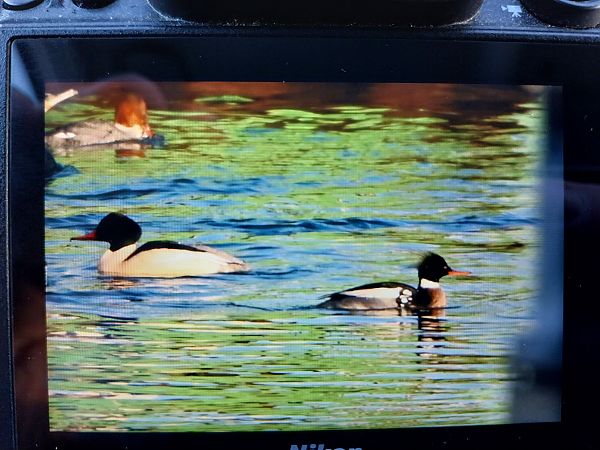 szlachar  - Rafał Kuczmaszewski