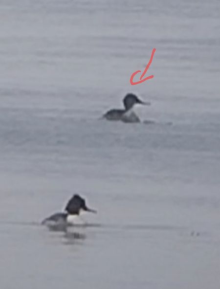 szlachar  - Rafał Kuczmaszewski