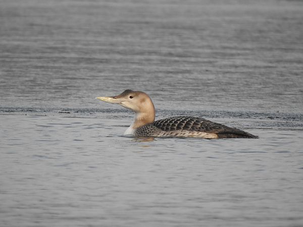 nur białodzioby  - Dawid Grabda
