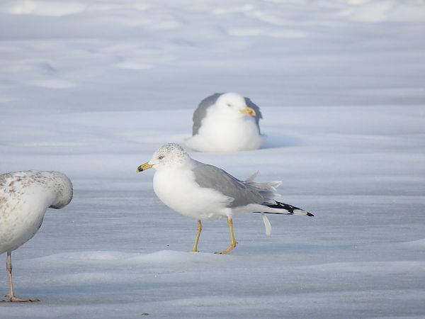 mewa delawarska  - Dawid Grabda