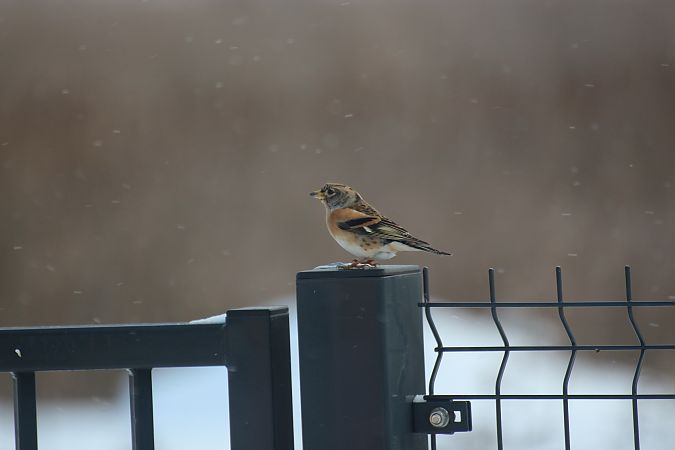 jer  - Alina & Andrzej Rogoza