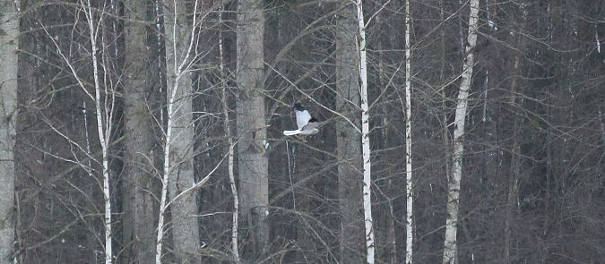 błotniak zbożowy  - Alina & Andrzej Rogoza