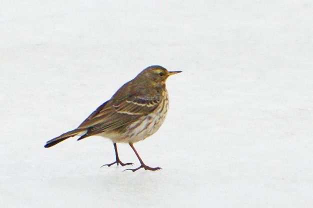 Pipit spioncelle 