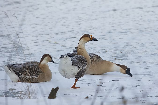 gęś łabędzionosa 