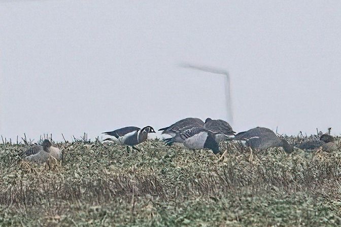 bernikla rdzawoszyja 