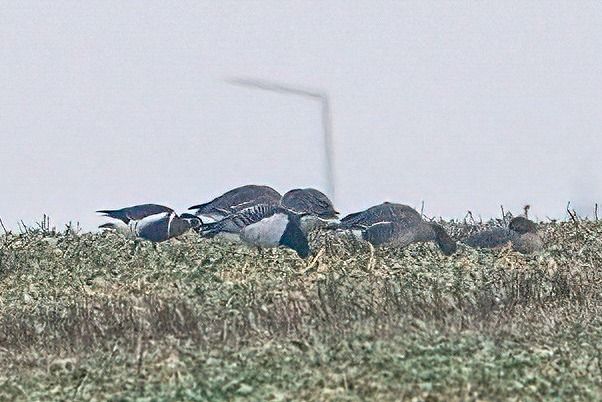 bernikla rdzawoszyja 