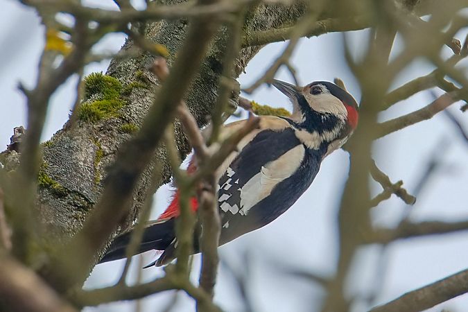dzięcioł duży x białoszyi 