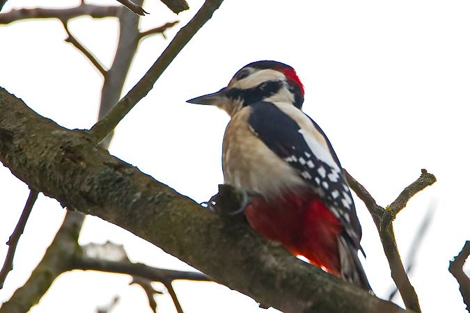 dzięcioł duży x białoszyi 