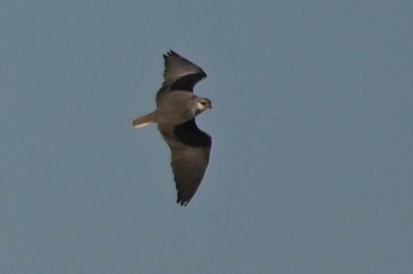 kaniuk  - Marian Giertych