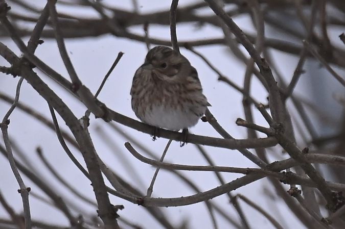 Bruant à calotte blanche  - Marian Giertych