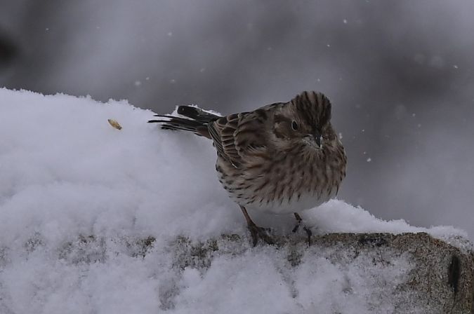 Fichtenammer  - Marian Giertych