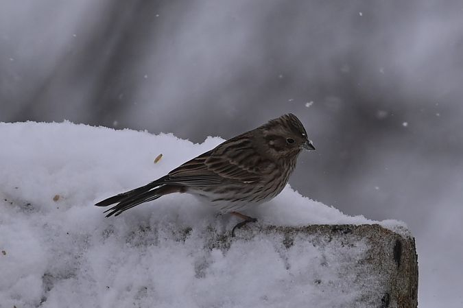Fichtenammer  - Marian Giertych