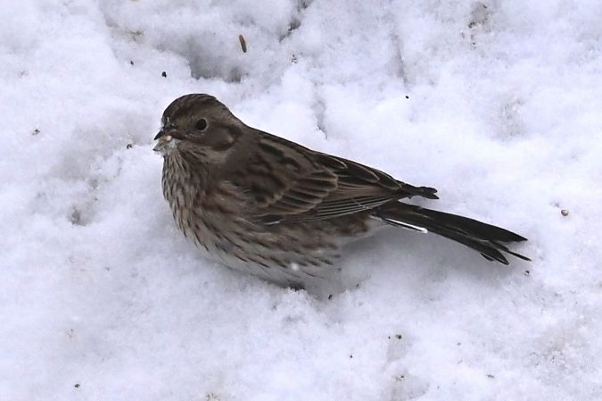 Fichtenammer  - Marian Giertych