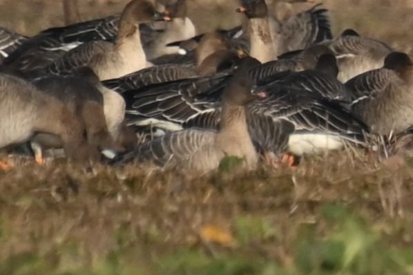 Kurzschnabelgans  - Marian Giertych