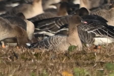 Kurzschnabelgans  - Marian Giertych