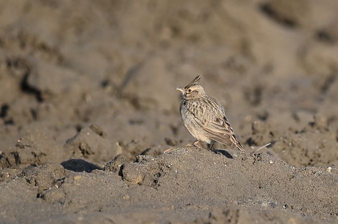 dzierlatka  - Marian Giertych