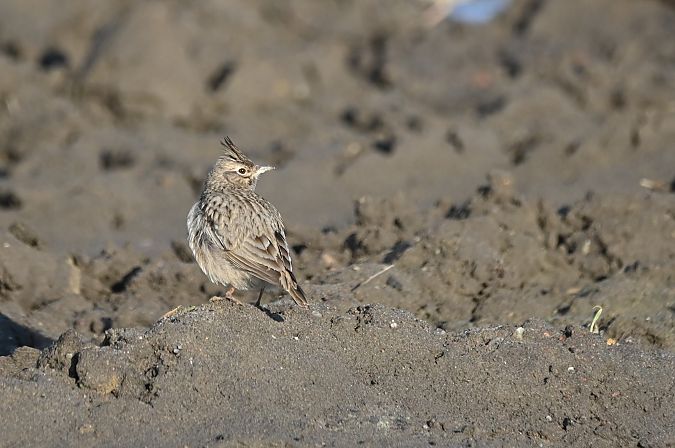 dzierlatka  - Marian Giertych