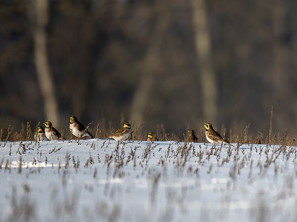 górniczek  - Paweł Łabaj