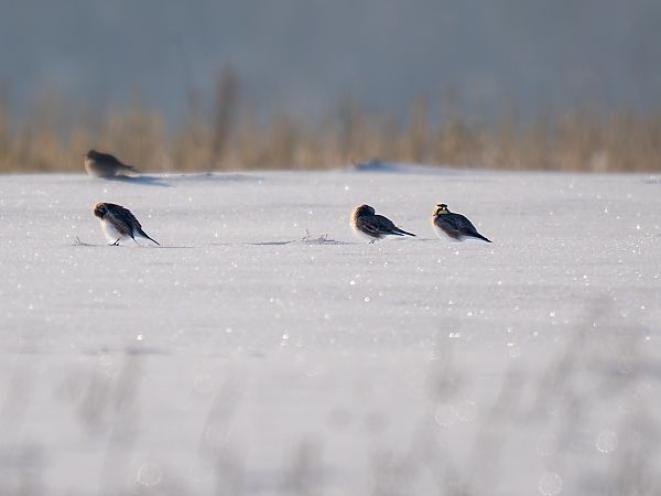 Ohrenlerche  - Paweł Łabaj