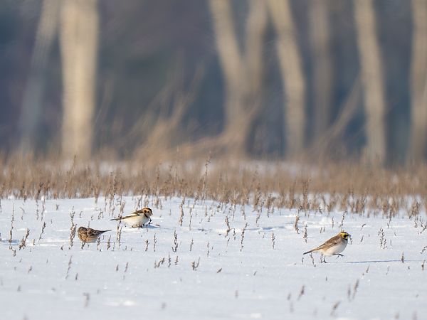 śnieguła  - Paweł Łabaj