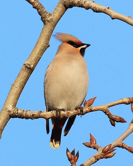 jemiołuszka  - Piotr Łagosz