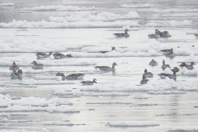 bernikla białolica  - Krzysztof Nowak
