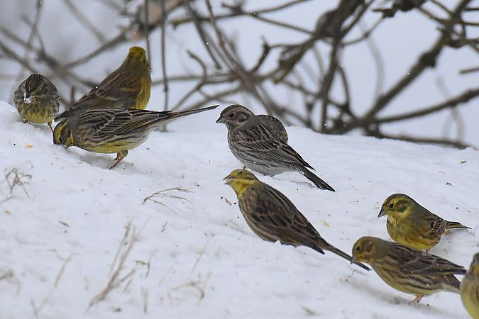 trznadel białogłowy  - Kamil Ślusarski